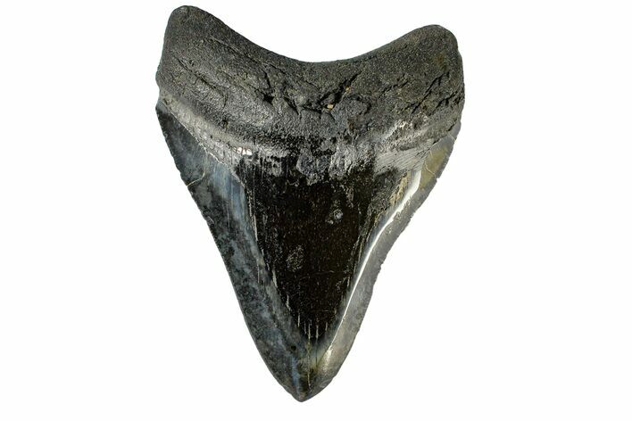 Fossil Megalodon Tooth - Polished Blade #164989
